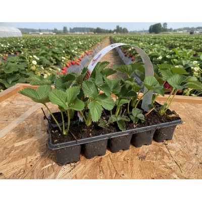 Jahodník 'Harmony' 10 ks v platu zakořeněné – Zboží Dáma