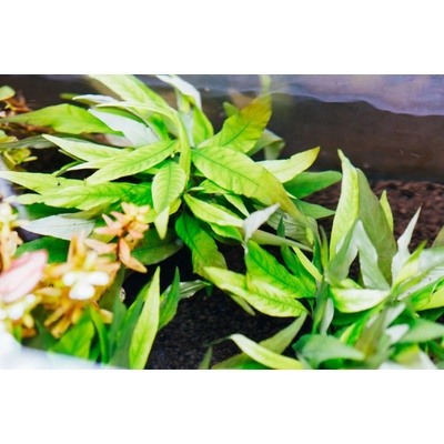 Hygrophila angustifolia rubra