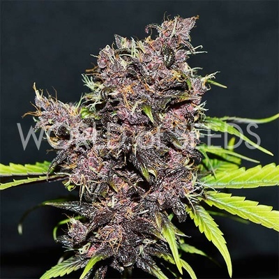 World of Seeds Purple Afghan Kush Ryder Auto semienka neobsahujú THC 12 ks
