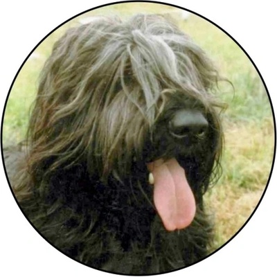 VIZINGR Briard MINI logo L1č.199