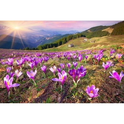 DIMEX ART Флизелинов фототапет минзухари през пролетта 375 x 250 см