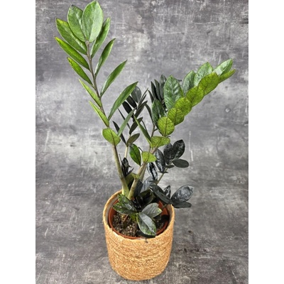 Zamioculcas Raven 14 cm (Nenáročná pokojovka do polostínu)