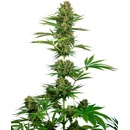 Sensi Seeds Satin Black Domina CBD semena neobsahují THC 3 ks