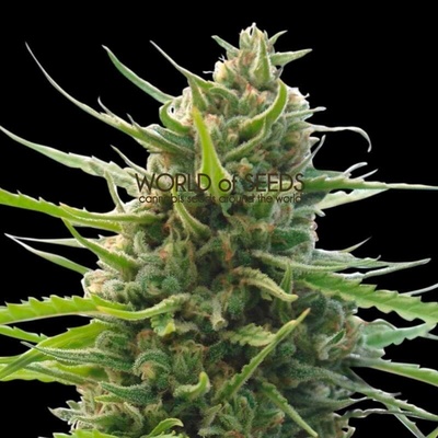 World of Seeds Kilimanjaro regular semienka neobsahujú THC 10 ks