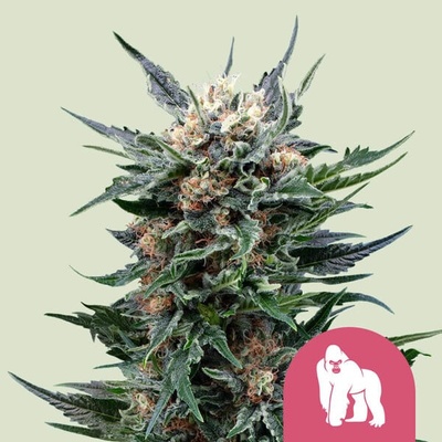 Royal Queen Seeds Royal Gorilla semienka neobsahujú THC 100 ks