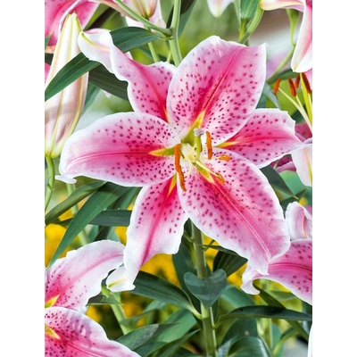 Lilie STARGAZER - lilium