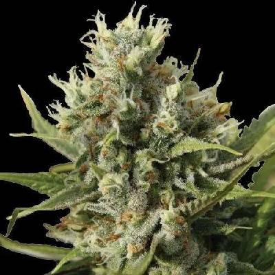 Spliff Seeds Amnesiac AUTO semena neobsahují THC 5 ks