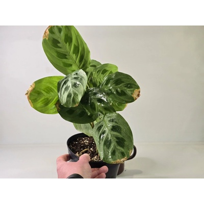 Kvetúlok Maranta Marienka