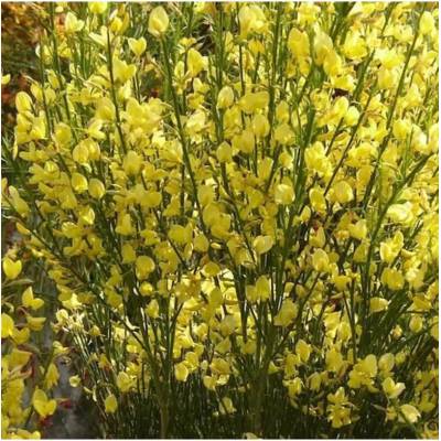 Cytisus 'Luna' 20-30 VKR1,5L