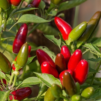 Chilli Jalapeno – Capsicum annuum – semena chilli – 6 ks