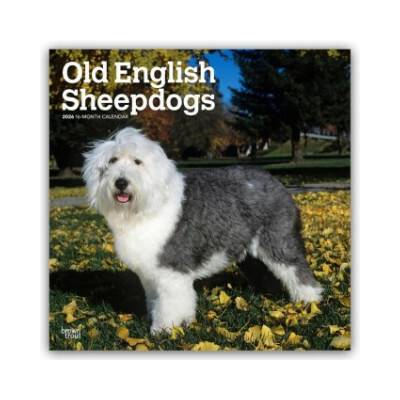 Old English Sheepdog Bobtail Altenglischer Schäferhund 16-Monats 2026