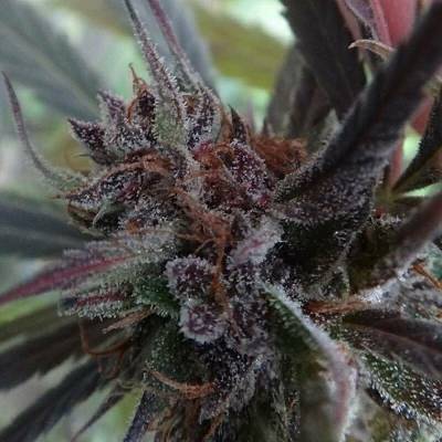 Ace Seeds Haze x Kali China semena neobsahují THC 3 ks