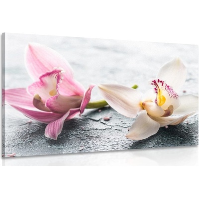 Obraz dva farebné kvety orchidey