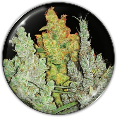 Medical Seeds Co. Collection 2 semienka neobsahujú THC 6 ks