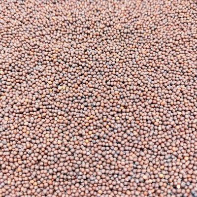 Hořčice červená na microgreens, 50 g