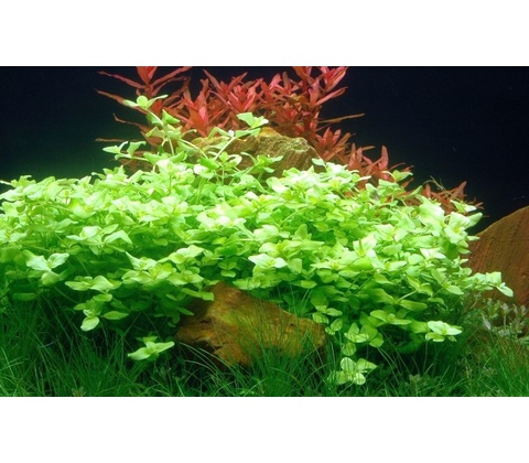 Bacopa australis