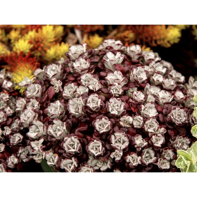 Rozchodník skalný Purpureum - Sedum spathulifolium, kont. 0,5 l
