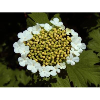 Kalina obyčajná (Viburnum opulus) ´COMPACTUM´ - výška 30-40 cm, C5L
