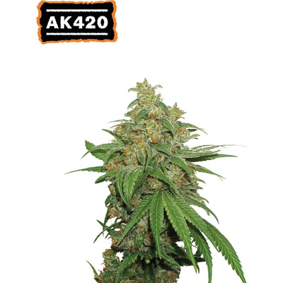 Seedstockers AK420 AUTO semena neobsahují THC 3 ks – Hledejceny.cz