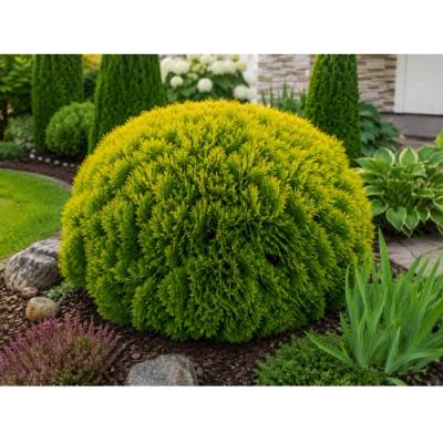 Tuja západná (Thuja occidentalis) ´MIRJAM´® - výška 15-25 cm, ∅ 15-20 cm, kont. C2L