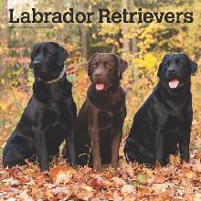 Labrador Retrievers 12 X 24 Inch Monthly Square Wall Plastic-Free Browntrout 2025