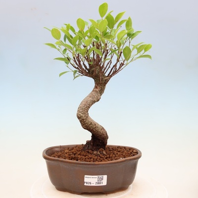 e-bonsai Pokojová bonsai - Ficus kimmen - malolistý fíkus