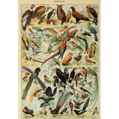 Grafika - Puzzle Illustration from Larousse pour Tous : Birds - 1 000 piese