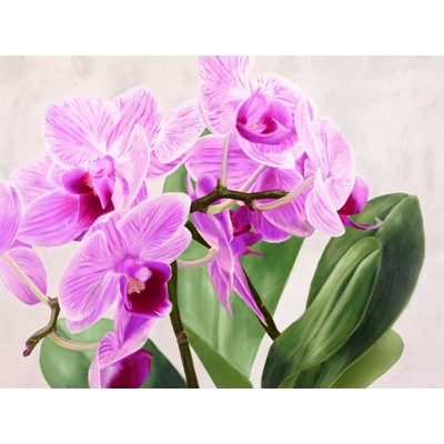 Orchidej 14 plátno 1 120x90