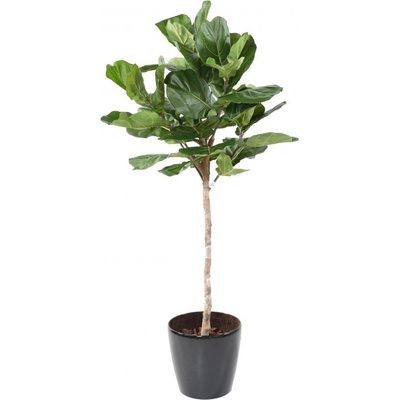 Luxusní umělý strom FICUS LYRATA TIGE TETE, 175cm