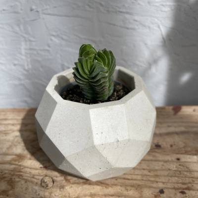 Crassula Buddhas temple baby