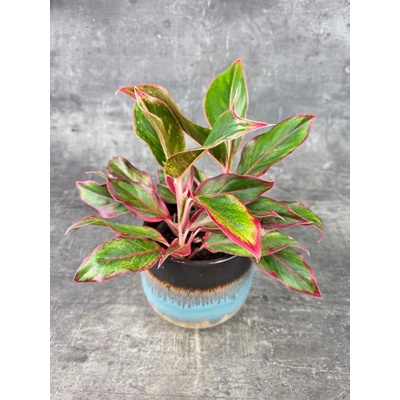 Aglaonema Crete Flame 12 cm