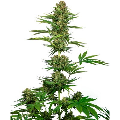 Sensi Seeds Satin Black Domina CBD semienka neobsahujú THC 1 ks