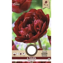 Tulipány 'Uncle Tom' 6 ks