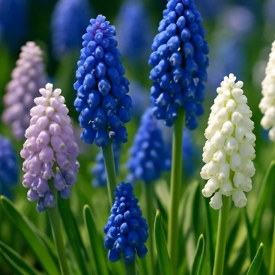 Směs modřenců - Muscari mix - cibule modřence - 25 ks