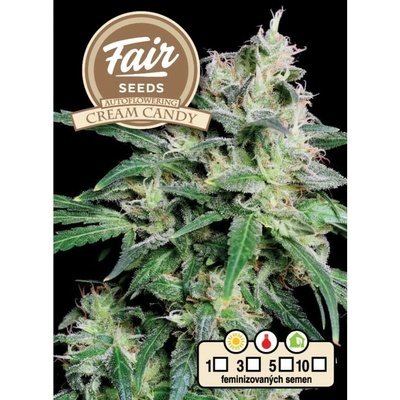 FAIR SEEDS Cream Candy AUTO semienka neobsahujú THC 10 ks