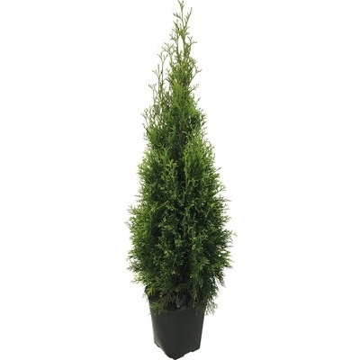 Tuja FloraSelf thuja occidentalis 'Smaragd' 125-150 cm v kvetináči Click