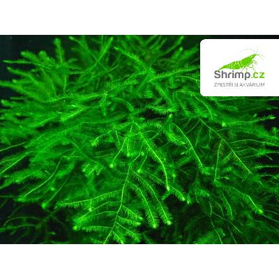 Java Moss - Taxiphyllum barbieri - in vitro 100 ml