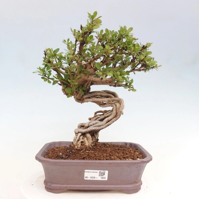 e-bonsai Venkovní bonsai - Berberis coreana - Dřištál korejský