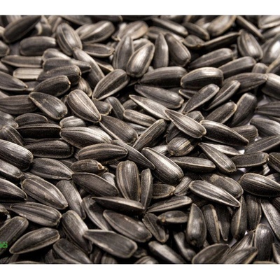 Microgreens Slnečnica ročná na mikrozeleninu 1 kg