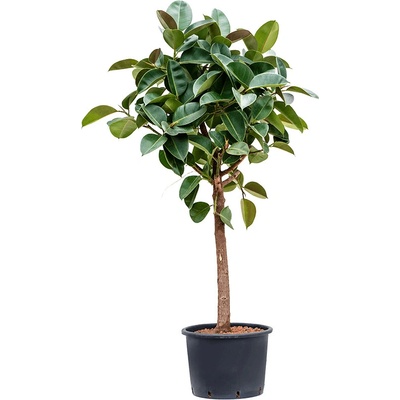 Ficus elastica Robusta stem 35/28 výška 170 cm