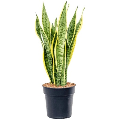 Sansevieria trifasciata Laurentii 21x80 cm