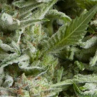 Pyramid Seeds AUTO Alpujarreña semena neobsahují THC 5 ks