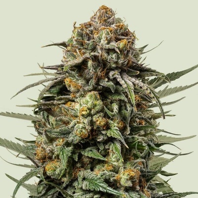 Royal Queen Seeds x Tyson Gelato 44 semienka neobsahujú THC 10 ks