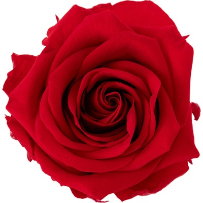 Tera Red - červená (Aranž 1x stabilizovaná "věčná" růže v keramické misce)