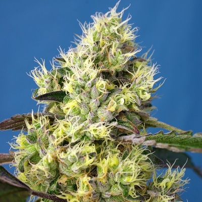 Sweet Seeds Sweet Gelato AUTO semena neobsahují THC 25 ks