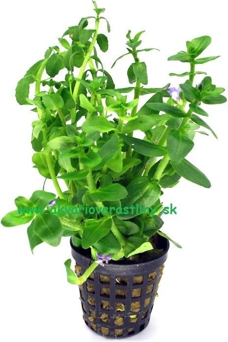 Bacopa crenata
