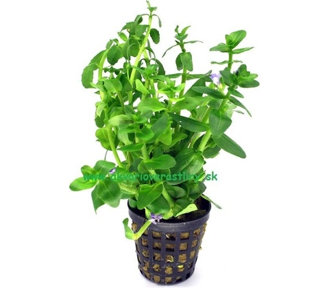 Bacopa crenata