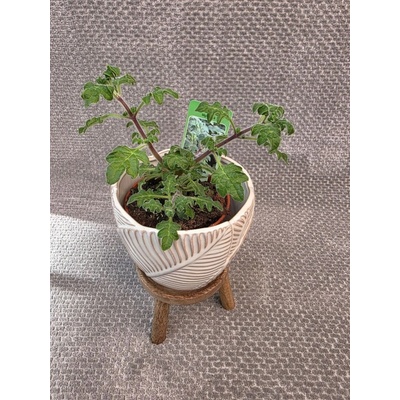 Migrénovník, aromatická bylinka – Zboží Mobilmania