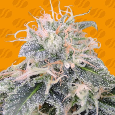 Original Sensible Seeds Black Ghost OG semienka neobsahujú THC 25 ks