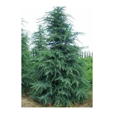 GREENBOSS FLOWER Cedr himálajský 25-30cm 2,5l